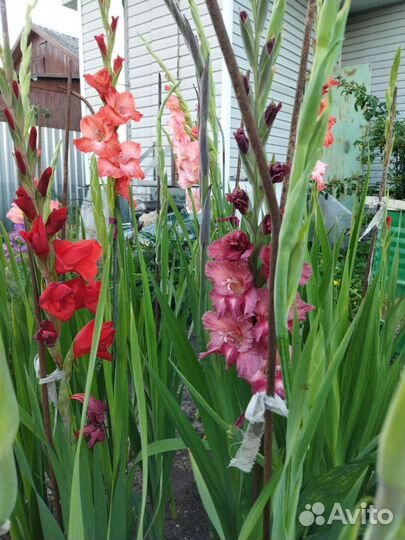 Гладиолусы