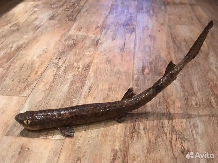 Чучело акулы