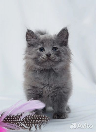 Котенок в добрые руки