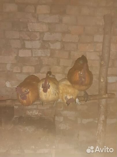 Петухи лакеданзи