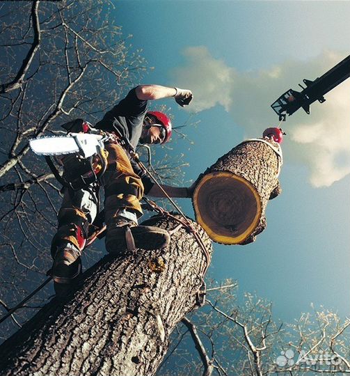 Спил деревьев