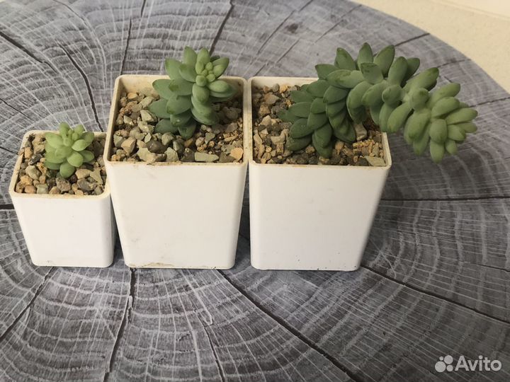 Sedum burrito и Sedum morganianum