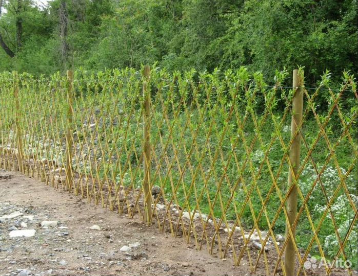Плетёная живая изгородь из ивы