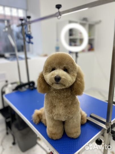 Стрижка пуделей в азиатском стиле и тедди