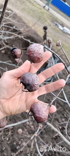 Мушмула Кавказская и Германская