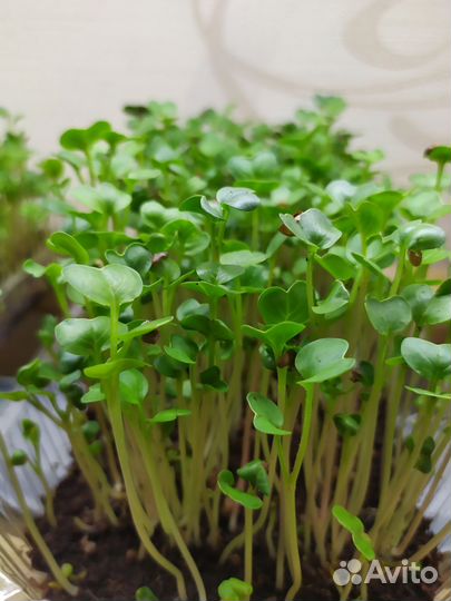 Микрозелень