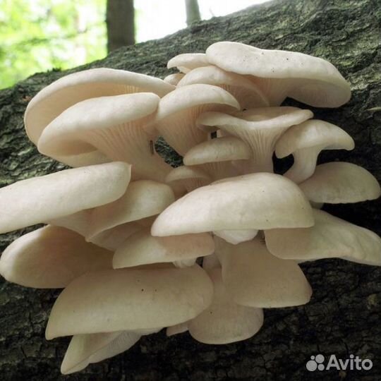 Вешенка Индийская (мицелий на дер. палочке). Агро