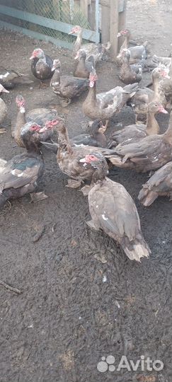 Утки, индоутки