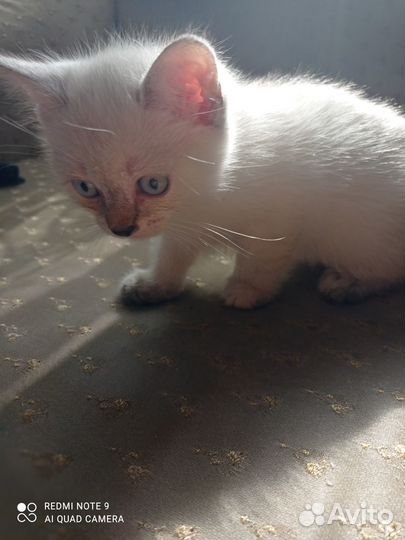 Котенок 2 месяца девочка, 2 штуки, бесплатно