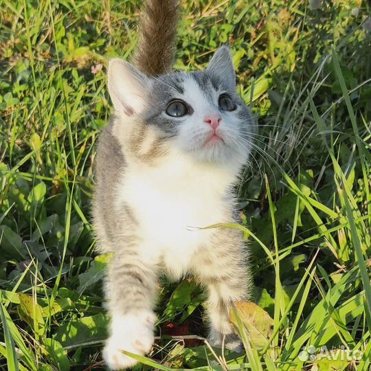 Котенок ищет дом