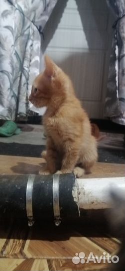 Кошка в дар бесплатно