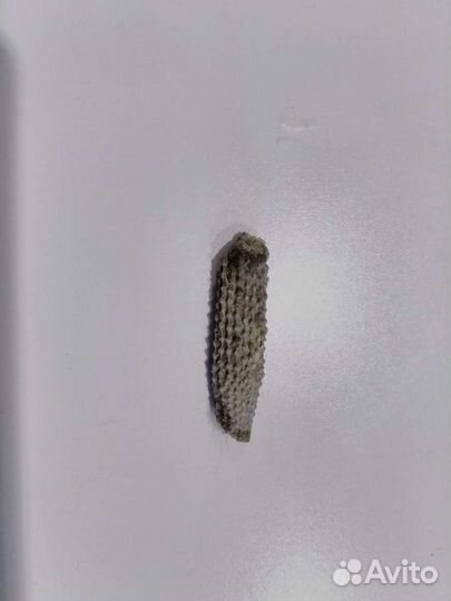 Окаменелая игла морского ежа