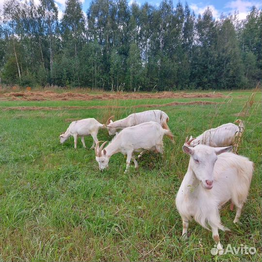 Козий творог, сыр мягкий, без запаха