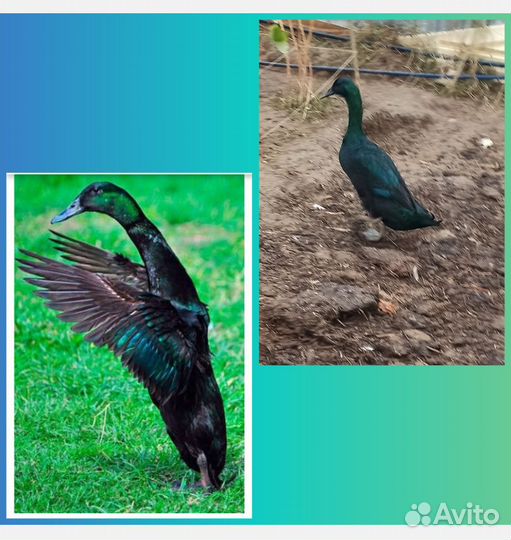 Индийский бегунок