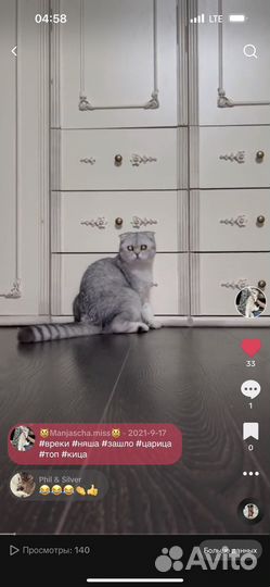 Шотландская серебристая шиншилла вислоухая