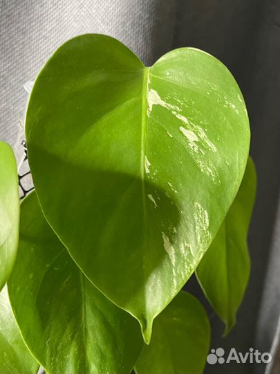 Монстера альба мини вар