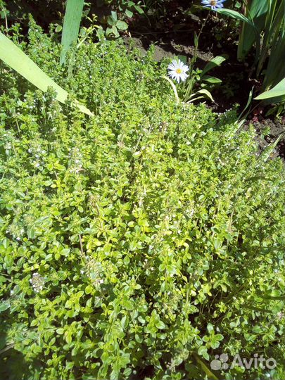 Многолетники садовые