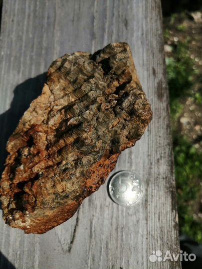 Окаменелые соты