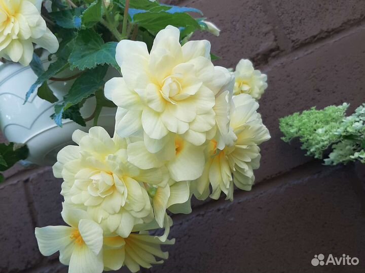 Бегония Шардоне