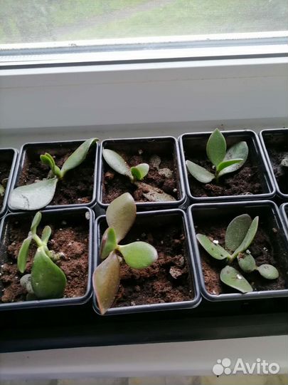 Толстянка, денежное дерево