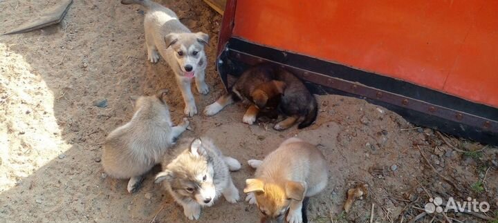 Отдам бесплатно щенки