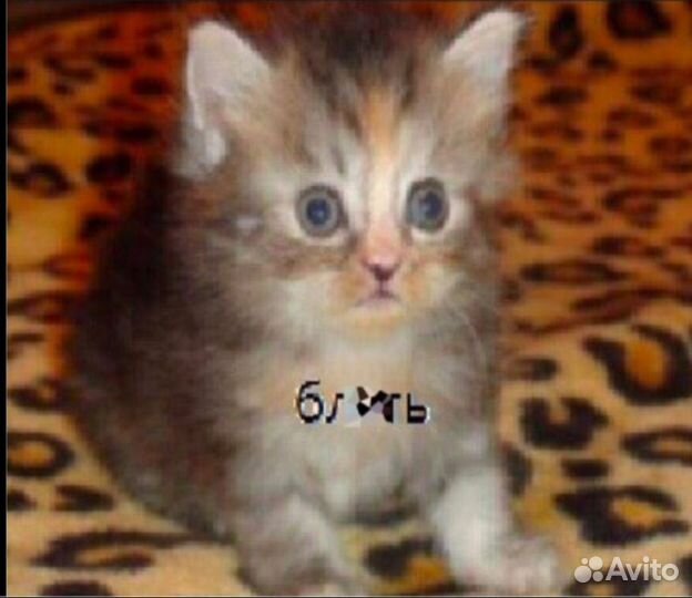 Кошка шотланд