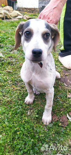 Девочка Герда в добрые руки