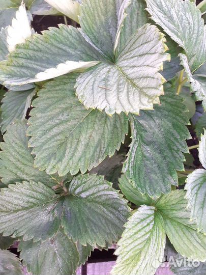 Рассада 1.6-2х лет.клубники Ремонтантной