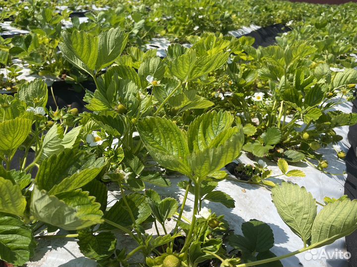 Рассада клубники