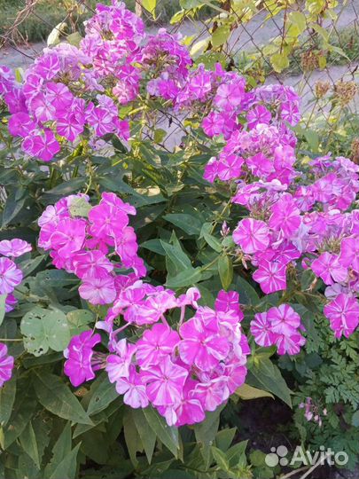 Цветы для сада