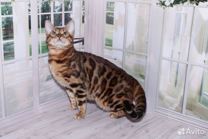 Бенгалы, яркие котики