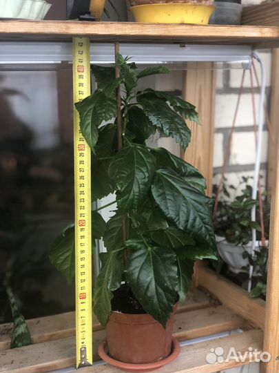 Комнатнве цветы