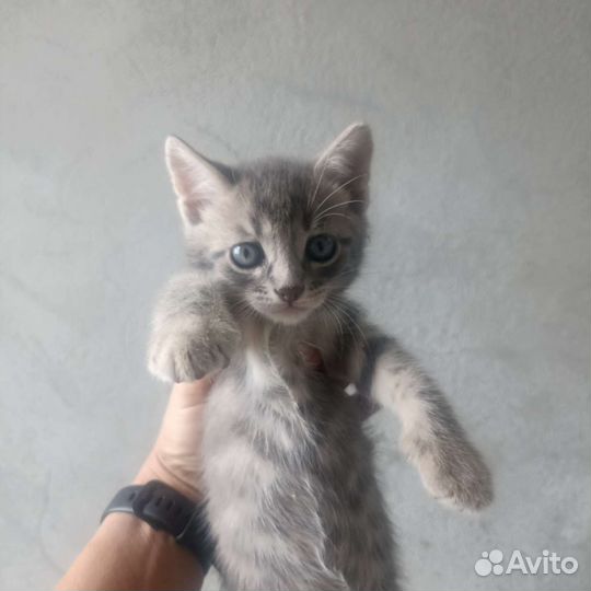 Кошка в дар бесплатно