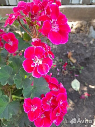 Комнатные растения цветы