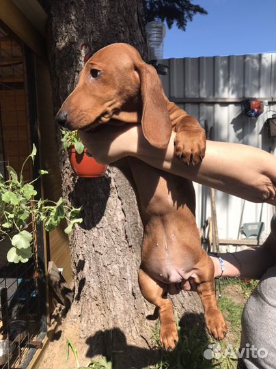 Такса стандартная гладкошерстная