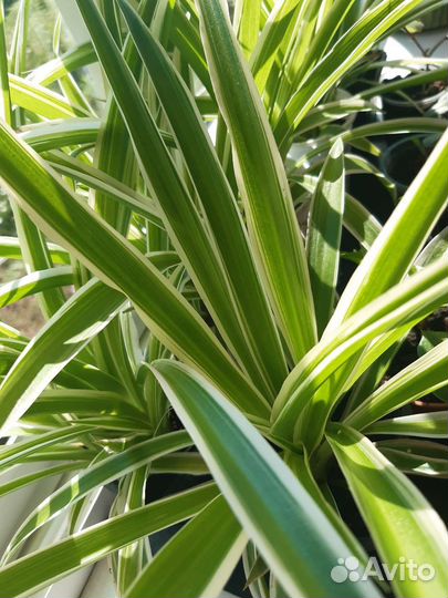 Хлорофитум