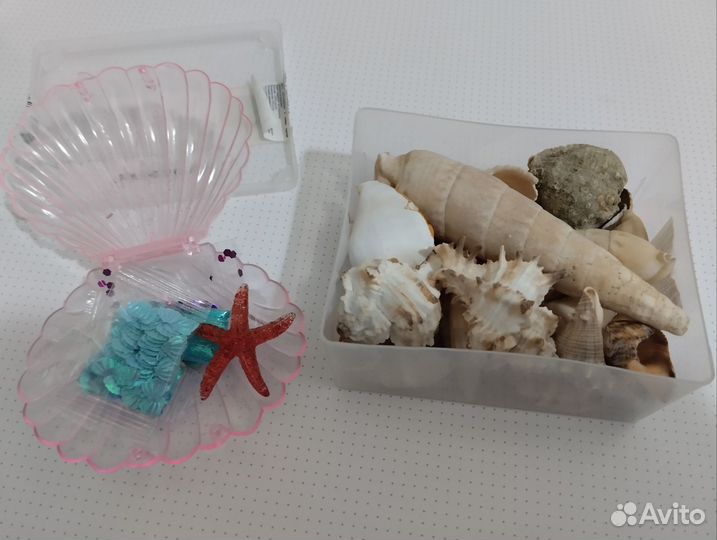 Морские ракушки раковины