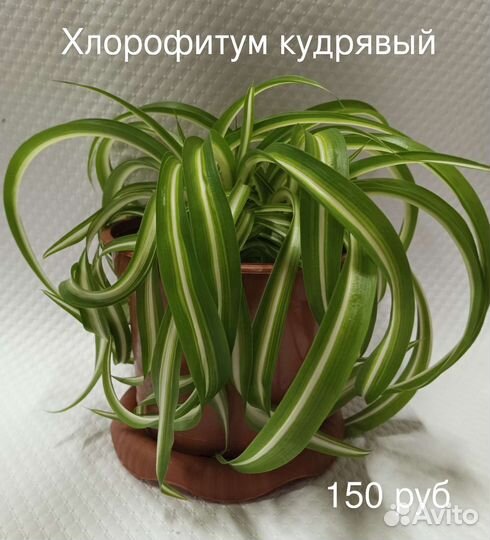Комнатные растения 2