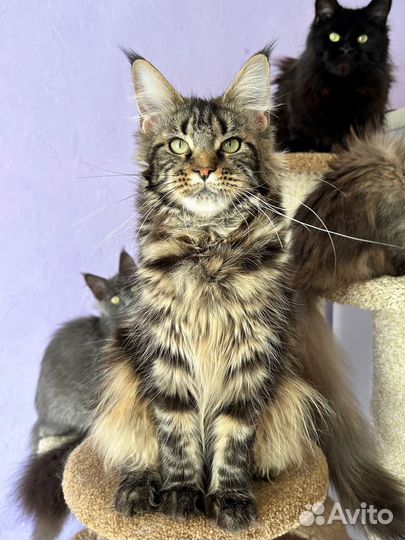 Мейн кун девочка