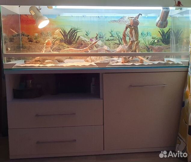 Террариум с тумбой и парой бородатых агам