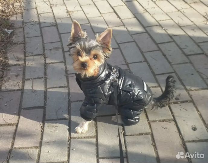 Куртка для маленькой собаки