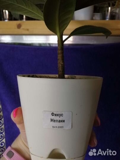 Фикус каучуконосный Мелани
