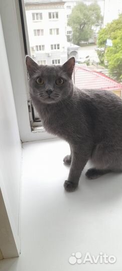Котик. 1,5 года