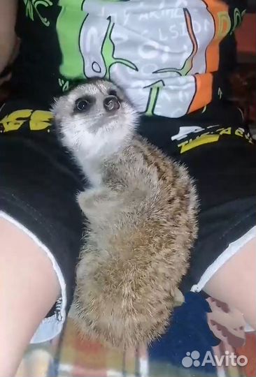 Сурикат девочка