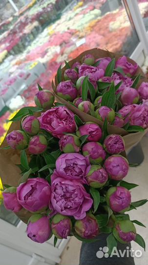 Пионы. Пионы с доставкой. Доставка пионов