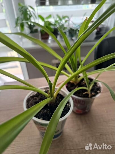 Комнатные цветы