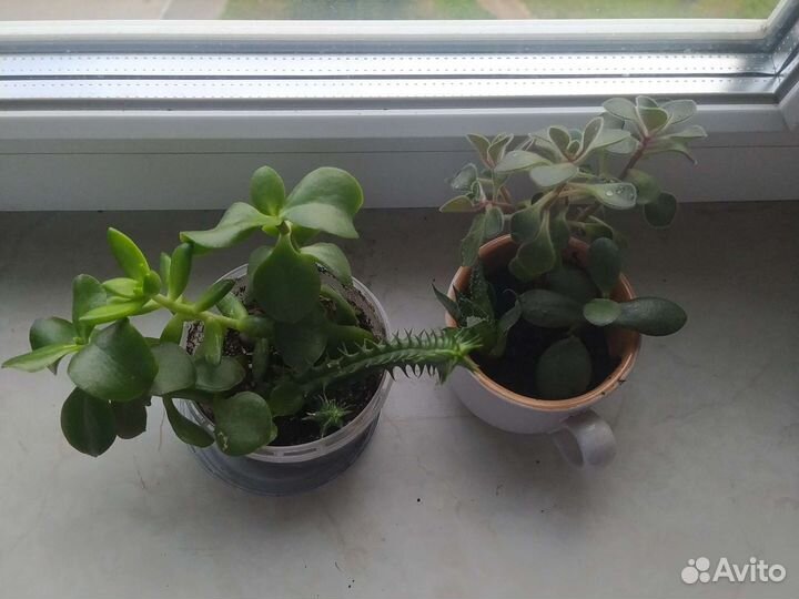 Кактусы и суккуленты