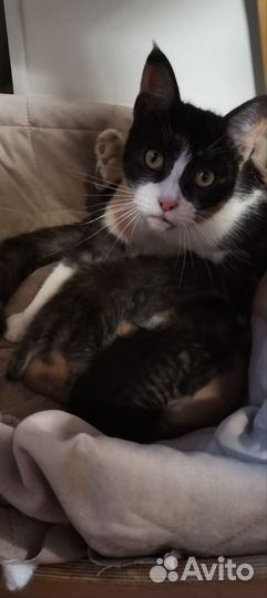 Метис Мейн-кун