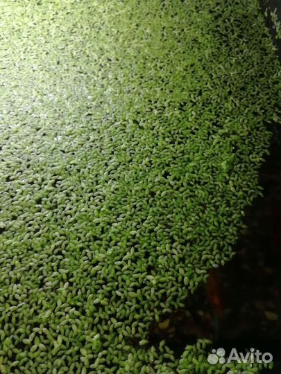 Водоросли для аквариума