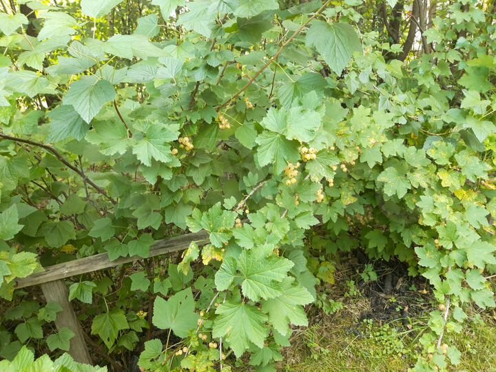 Участок 11,6 сот. (СНТ, ДНП)